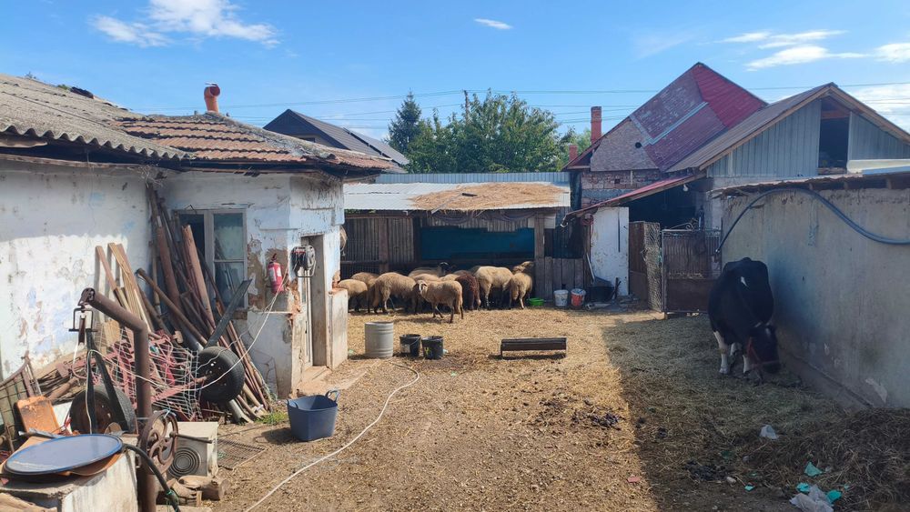 Oi carabașe tinere