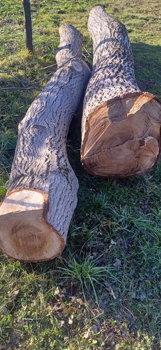 Bustean de nuc diametru 50