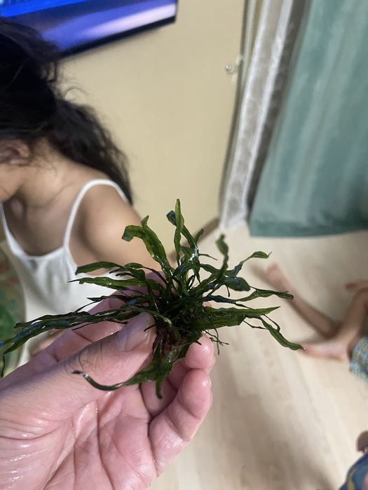 Продаю Аквариумное растение