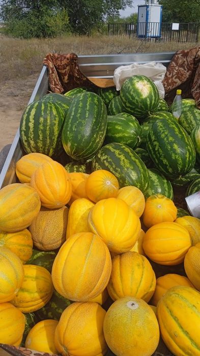 Продам местные вкусные арбузы и дыни!!!