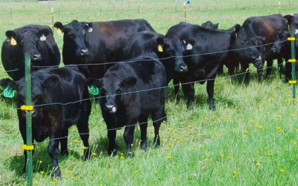 Электропастух Изгородь для животных забор