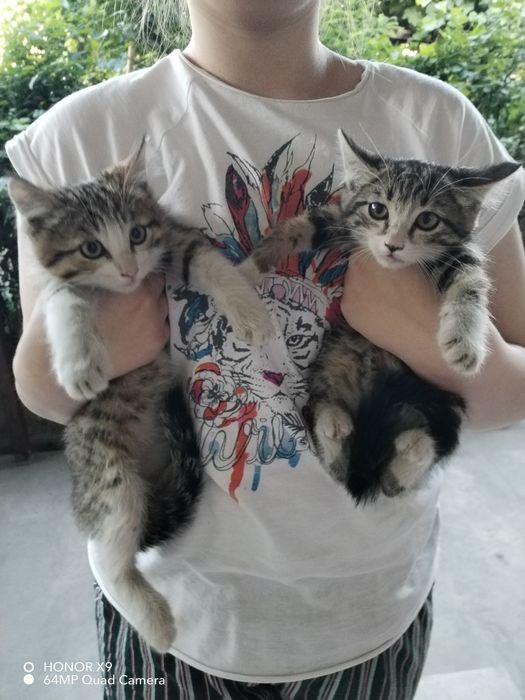 Котята в хорошие руки