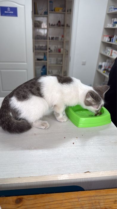 Отдам в хорошие руки