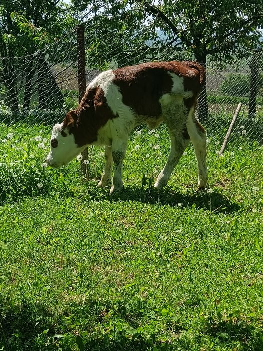 3 Taurasi !!!!i 4  vițele bălțate de pus la vaca