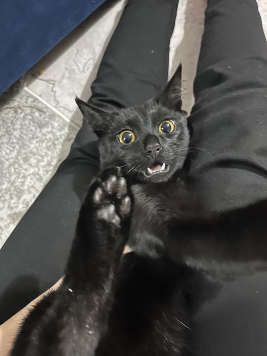 Отдам котенка подростка