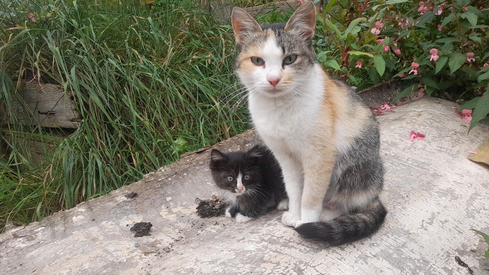 Котенок и  две  кошечки