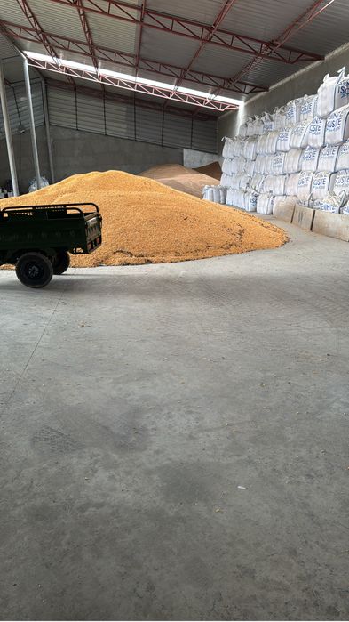 Porumb boabe uscat cu bob mare