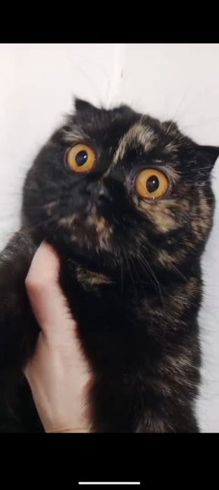 Роскошная Скоттиш Фолд черепахового окраса