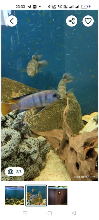 Аквариумные рыбки