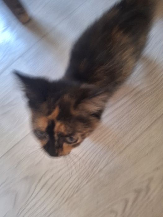 Котята девочки 2 месяца