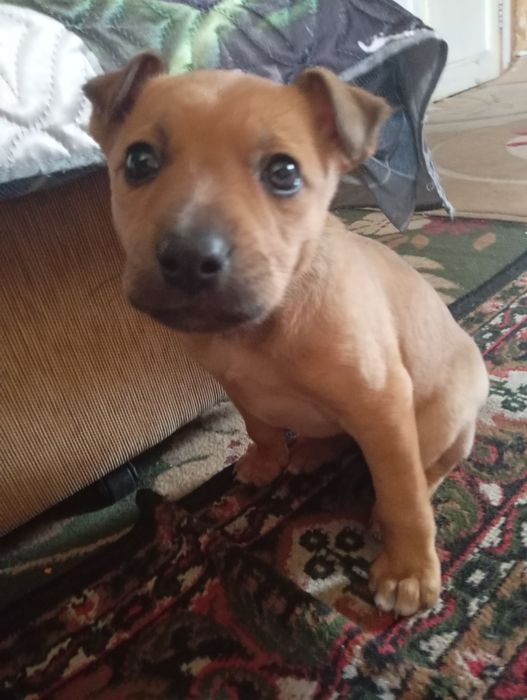 Метисы питбуля и дворняги