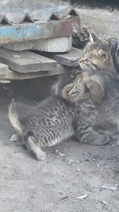 Отдам котят в хорошие руки