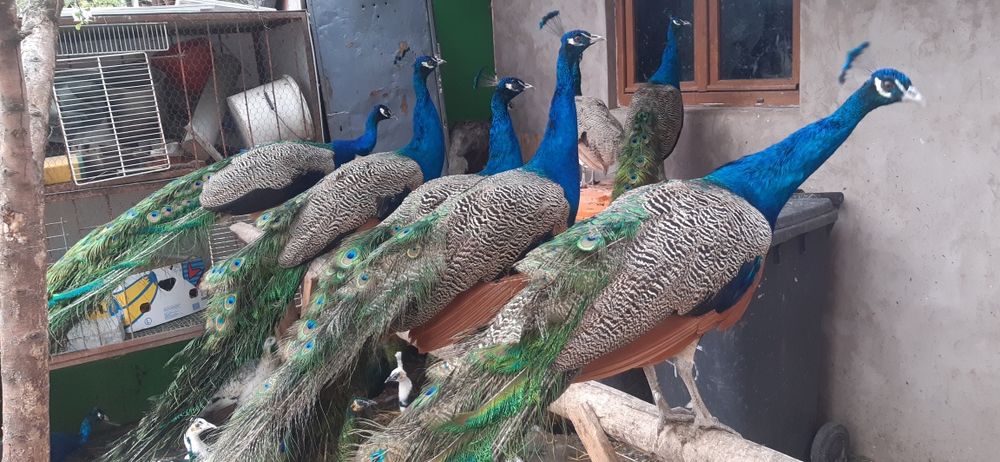 Păuni maturi si tineret, mai multe varietăți de culoare