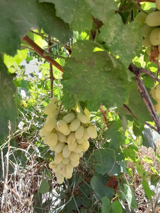 Бог узимзор сотилади