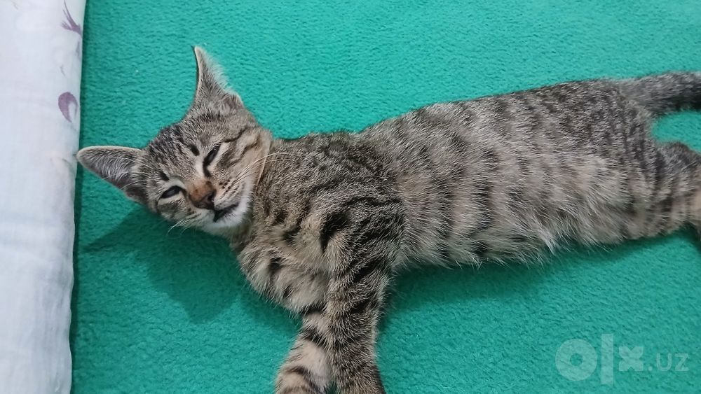 Котик в подарок в добрые руки