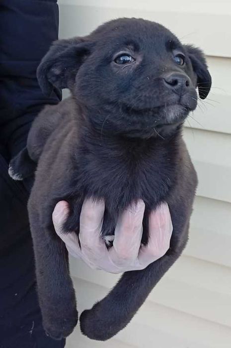 С любовью отдам на радость вам