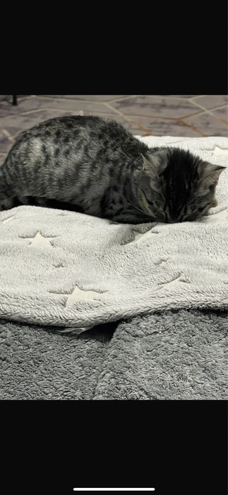 Отдадим котенка в хорошие руки