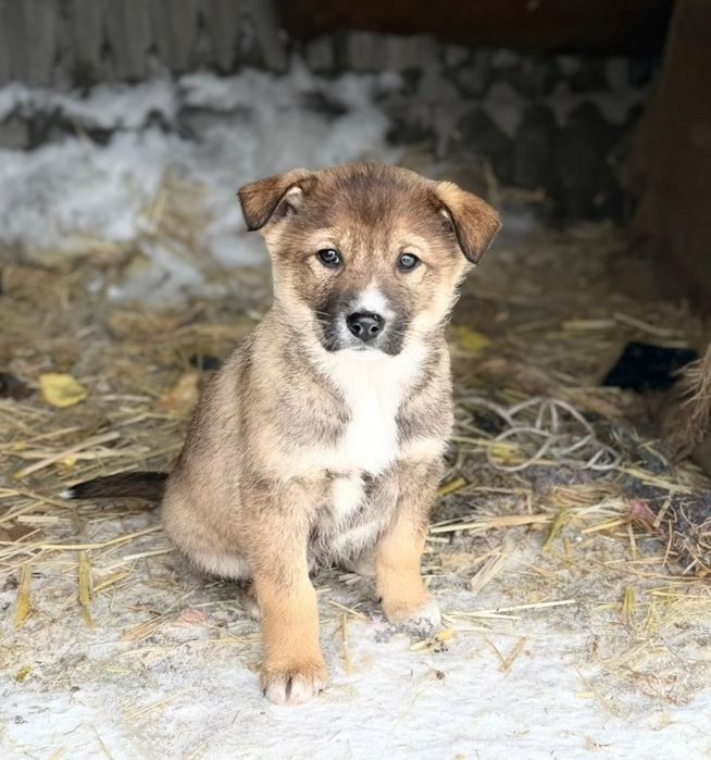 Отдам щенка в добрые руки