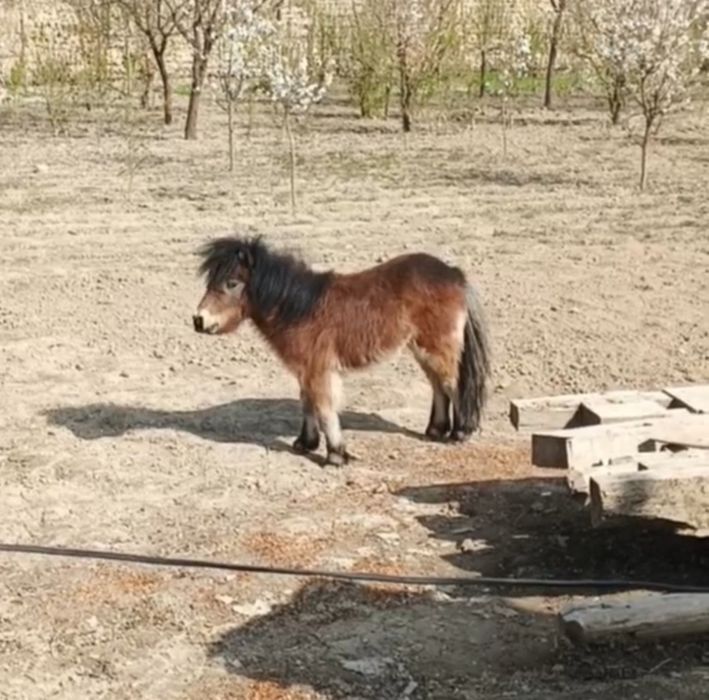 Пони  Poni  ot urgʻochi