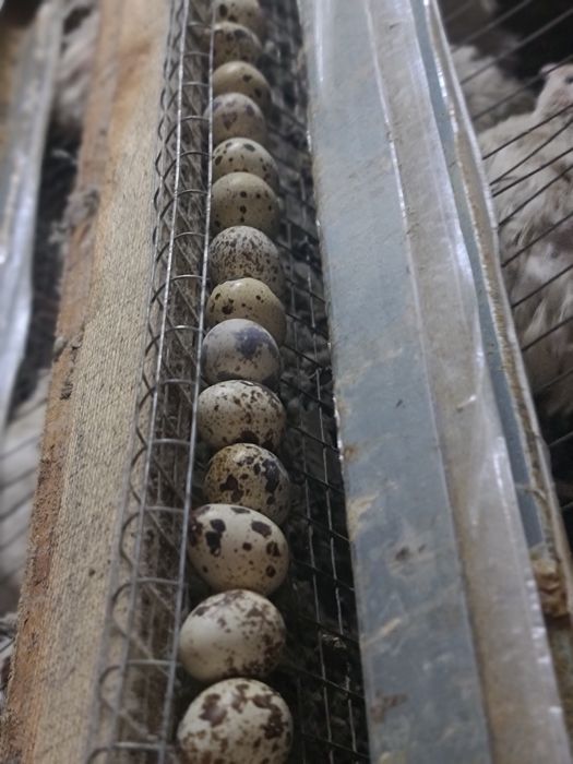 Перепелинные яйца