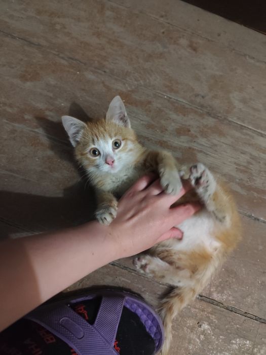 Отдам котёнка бесплатно