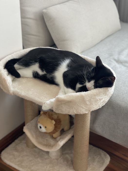 Adoptie pisica/motan 2 ani