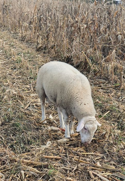 Berbec rasa carne dorper/bergamasca/ille de france