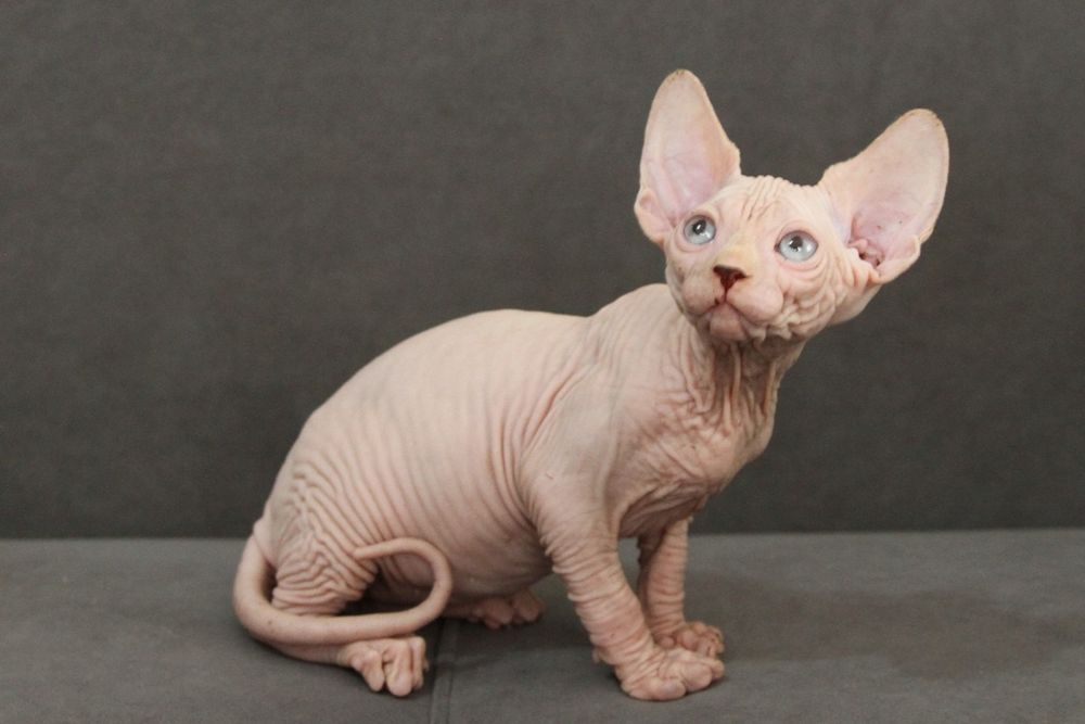 Малыши - Сфинксы