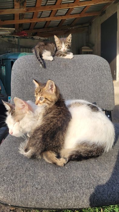 Ищу дом милым котятам