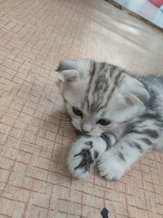 Продам катенка...