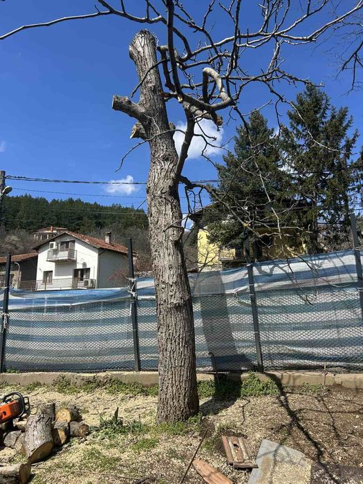 Орех за дървен материал