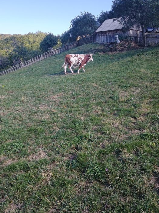 Vițel și taur de vînzare