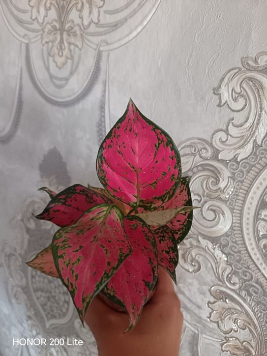Продам фикус и Аглаонема