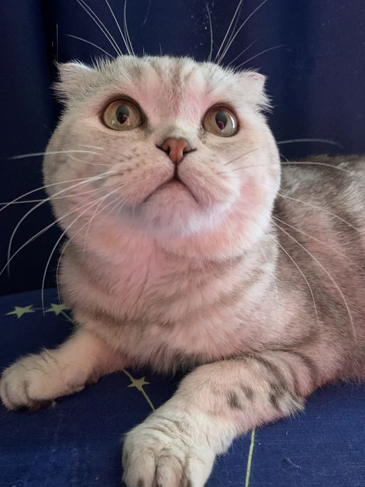 Вязка. Шотландский кот.