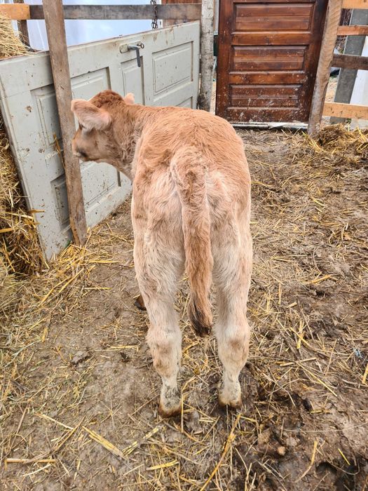 Vand taurasi de rasa sugari