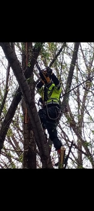 Спил деревьев,агаш кесемиз