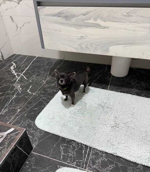 Вязка собак порода: мини чихуахуа