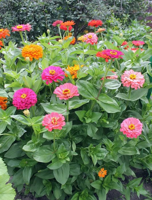 Семена цветов ассорти