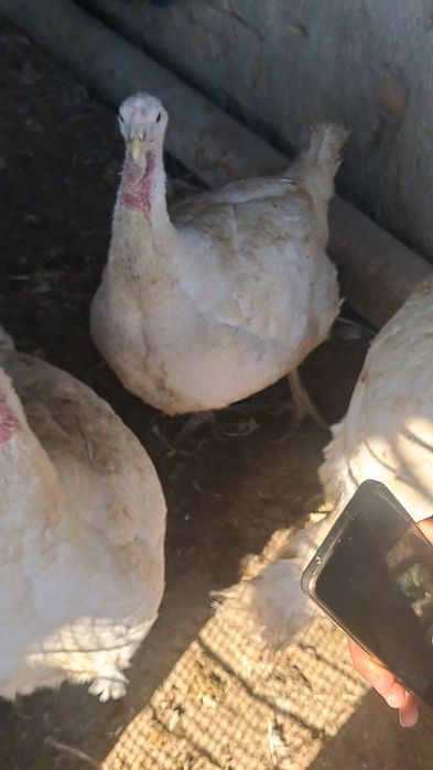 Бокилган индуклар сотилади