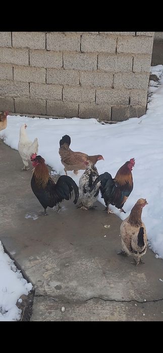 Дача кайнар булак