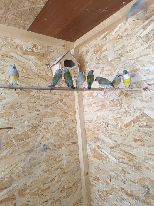 Продам Амадины ГУЛЬДА ОПТОМ