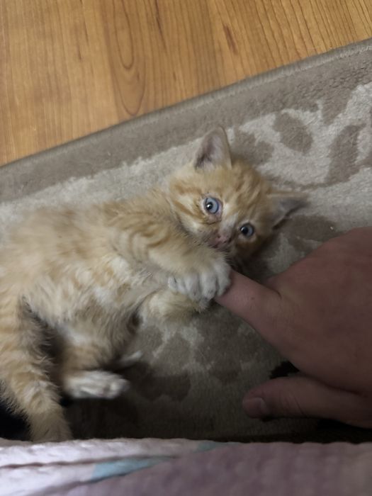 отдам   котёнка!