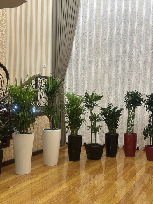 Растения оптом и в розницу по лучшей цене для офисов в горшках