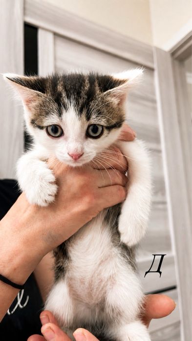 Отдам котят в добрые руки