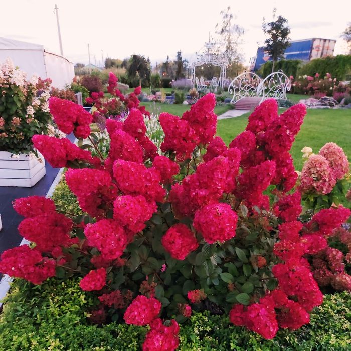 Тополь дуб ясень гортензия