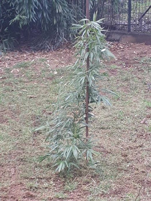 Bambus de exterior, de gradina, de padure