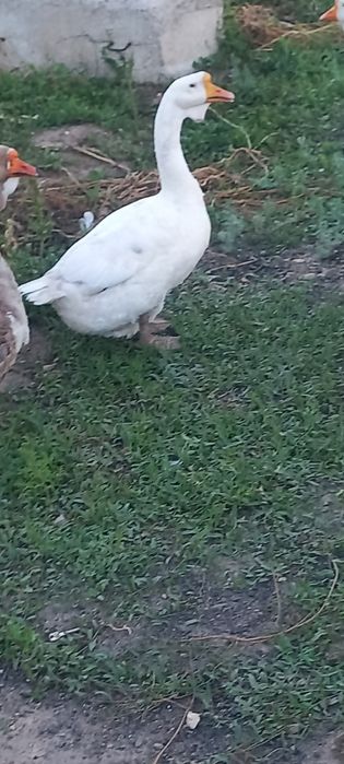 Гусак холмогорские