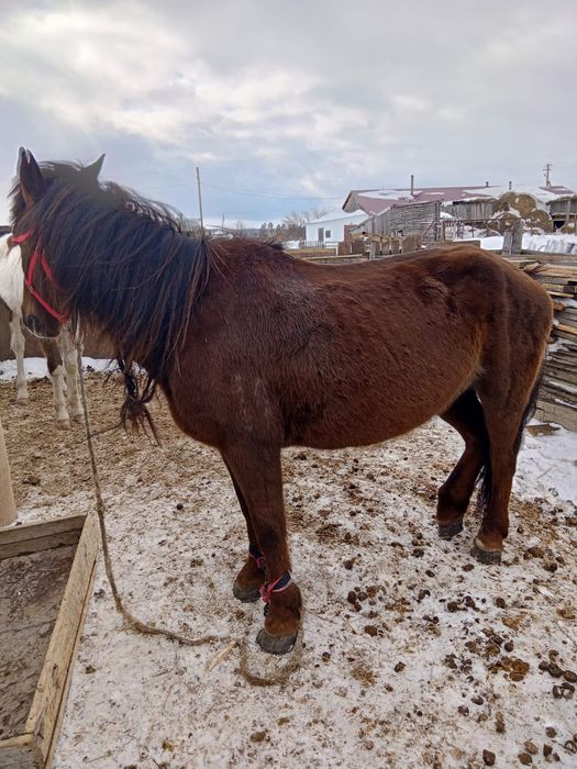 Кобыла на продажу