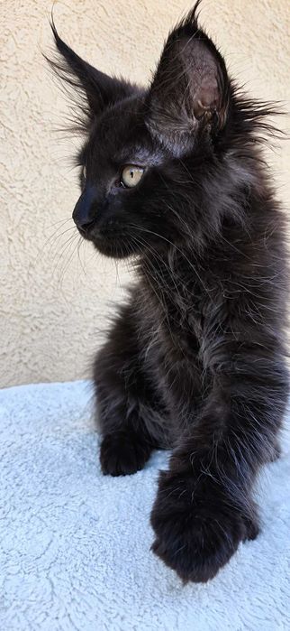 Panteră de casă: 0% pericol, 100% grație. Maine Coon negru solid cu acte,Lynx Rune Code