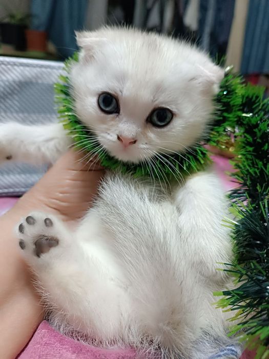 Продаются котята